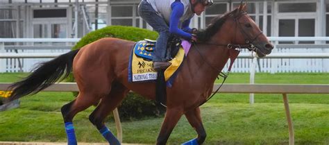 2023 Preakness Stakes: Odds, Trends & Best Bets .